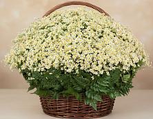 Цветочная композиция из Ромашки в корзине #REPLACE_PRED# Ахтимнеево